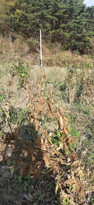 이강재님의 오늘 어떤 농작업하셨나요? · 참여글 작성글 사진