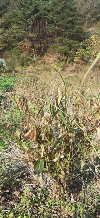 이강재님의 오늘 어떤 농작업하셨나요? · 참여글 작성글 사진