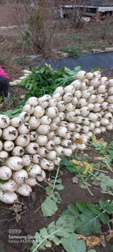 팜모닝 오늘 어떤 농작업하셨나요?·참여글 게시글 이미지