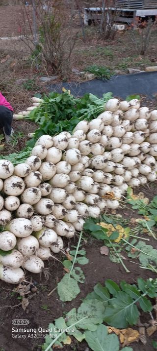 이성민님의 오늘 어떤 농작업하셨나요? · 참여글 작성글 사진