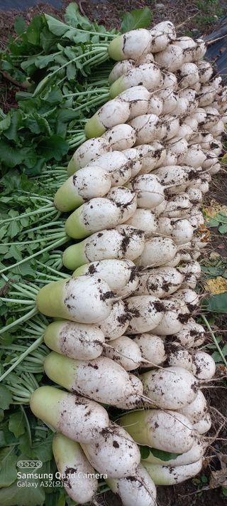 이성민님의 오늘 어떤 농작업하셨나요? · 참여글 작성글 사진