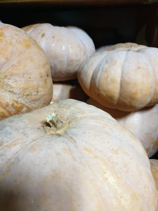 양파13440님의 오늘 어떤 농작업하셨나요? · 참여글 작성글 사진