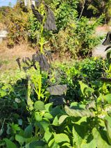 팜모닝 오늘 어떤 농작업하셨나요?·참여글 게시글 이미지