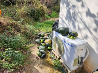 조정권님의 오늘 어떤 농작업하셨나요? · 참여글 작성글 사진