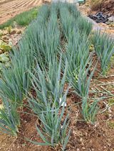 팜모닝 오늘 어떤 농작업하셨나요?·참여글 게시글 이미지