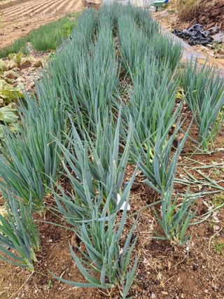 유명숙님의 오늘 어떤 농작업하셨나요? · 참여글 작성글 사진