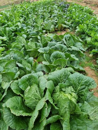 유명숙님의 오늘 어떤 농작업하셨나요? · 참여글 작성글 사진