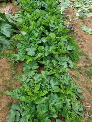 유명숙님의 오늘 어떤 농작업하셨나요? · 참여글 작성글 사진