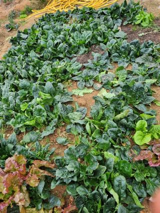 유명숙님의 오늘 어떤 농작업하셨나요? · 참여글 작성글 사진