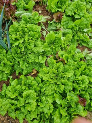 유명숙님의 오늘 어떤 농작업하셨나요? · 참여글 작성글 사진