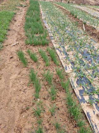 유명숙님의 오늘 어떤 농작업하셨나요? · 참여글 작성글 사진