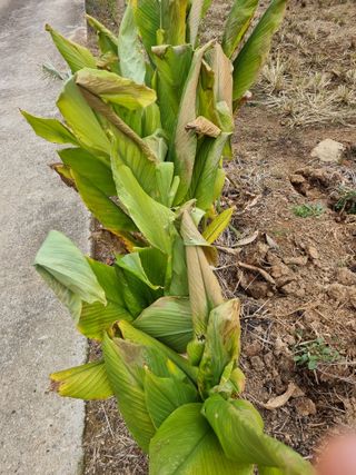 유명숙님의 오늘 어떤 농작업하셨나요? · 참여글 작성글 사진