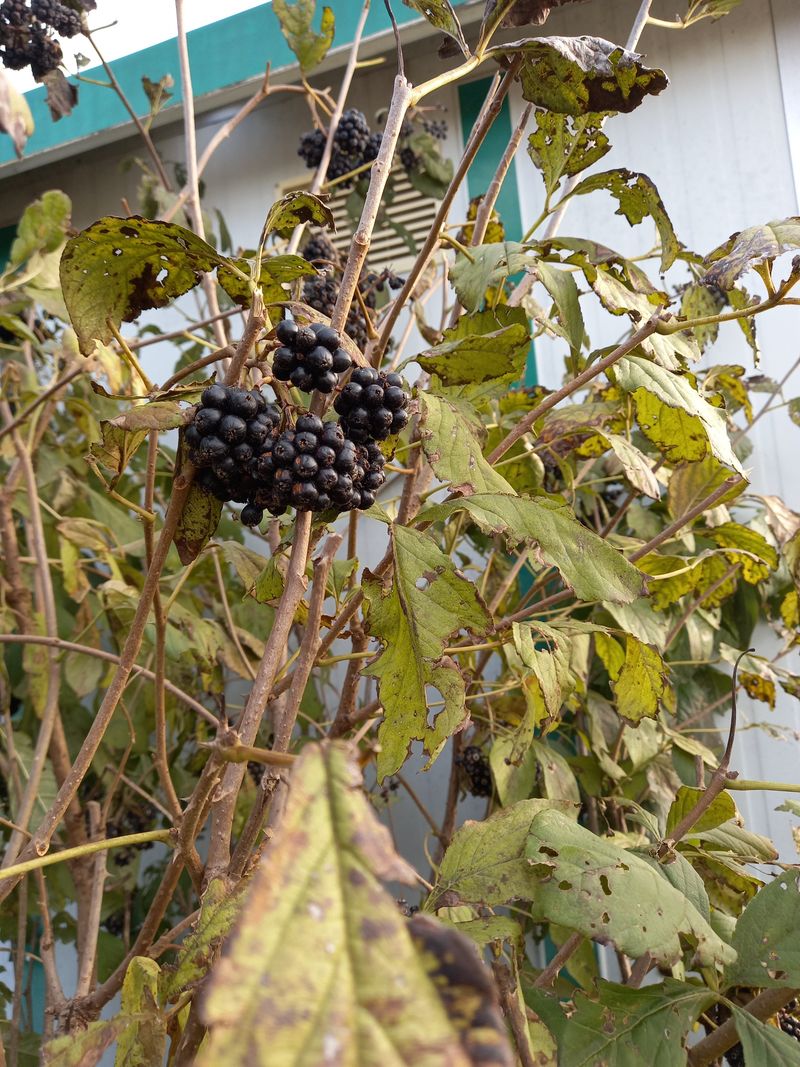 장터 상품 [오가피열매  4K] 썸네일