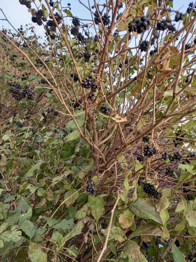 블루베리16598님의 장터 판매 상품 [오가피열매  4K] 첨부 사진