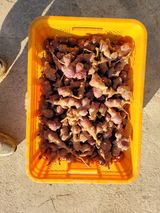 팜모닝 자유주제·자유게시판 게시글 이미지