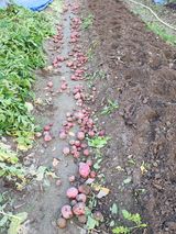 팜모닝 고구마·영농일지 게시글 이미지