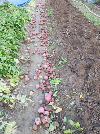 조용오님의 고구마 · 영농일지 작성글 사진