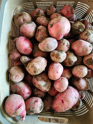 조용오님의 고구마 · 영농일지 작성글 사진