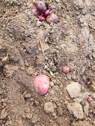 조용오님의 고구마 · 영농일지 작성글 사진