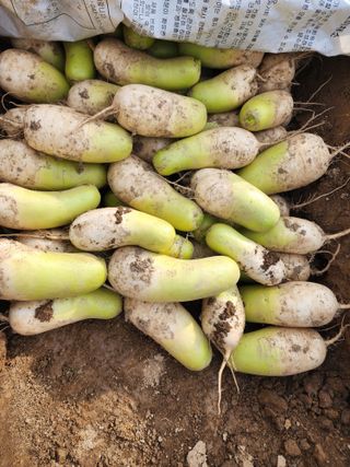 조용오님의 고구마 · 영농일지 작성글 사진