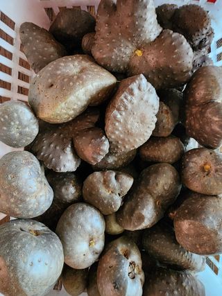 조용오님의 고구마 · 영농일지 작성글 사진