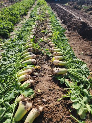 조용오님의 고구마 · 영농일지 작성글 사진