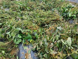 최남옥님의 콩 · 자유게시판 작성글 사진