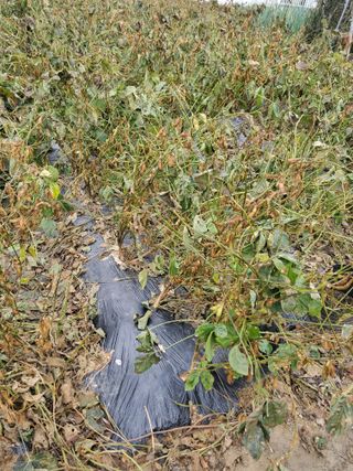 최남옥님의 콩 · 자유게시판 작성글 사진