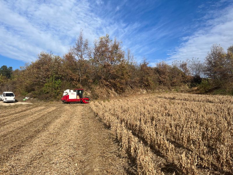 김재우님의 장터 판매 상품 [메주콩 팝니다👍🏻 (판매완료)] 첨부 사진