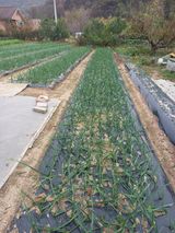 팜모닝 마늘·일상 게시글 이미지