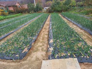 땅땅님의 마늘 · 일상 작성글 사진