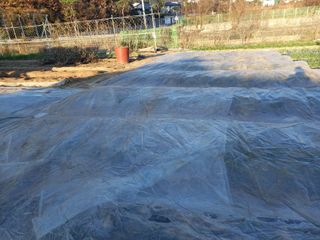 땅땅님의 마늘 · 일상 작성글 사진