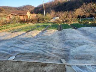 땅땅님의 마늘 · 일상 작성글 사진