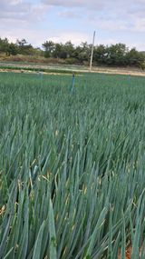 팜모닝 오늘 어떤 농작업하셨나요?·참여글 게시글 이미지