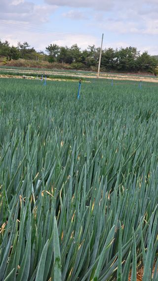 김은아님의 오늘 어떤 농작업하셨나요? · 참여글 작성글 사진