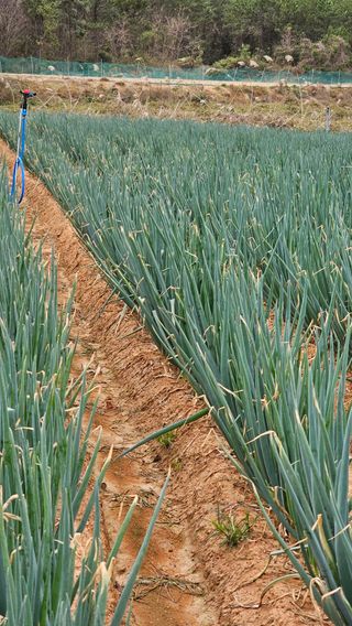 김은아님의 오늘 어떤 농작업하셨나요? · 참여글 작성글 사진