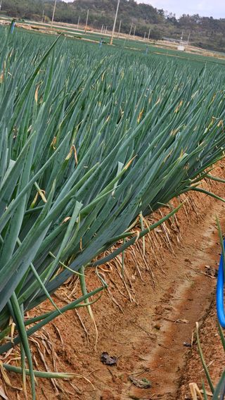 김은아님의 오늘 어떤 농작업하셨나요? · 참여글 작성글 사진