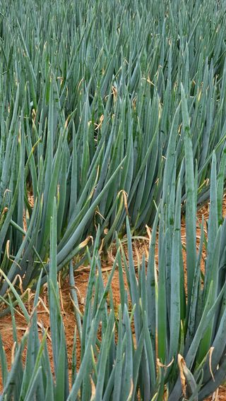 김은아님의 오늘 어떤 농작업하셨나요? · 참여글 작성글 사진