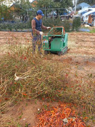 박린님의 고추 · 일상 작성글 사진