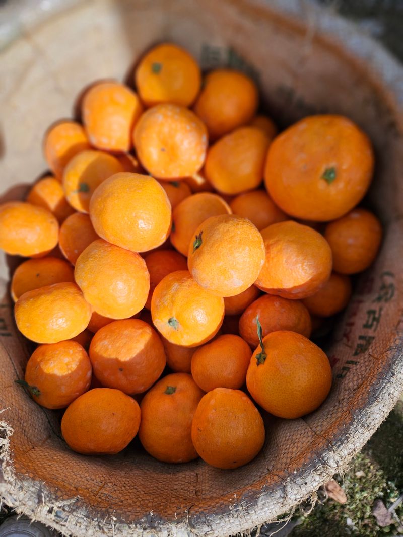 선물차롱님의 장터 판매 상품 [💥💥특종 💢유라조생 상품 10키로 1개남았수다] 첨부 사진