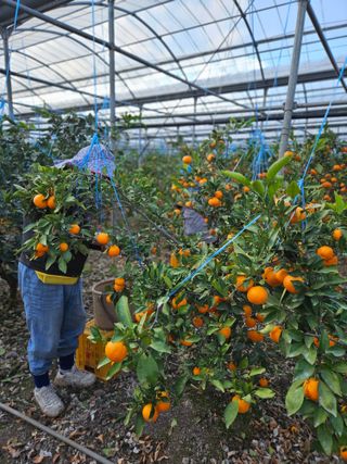 선물차롱님의 작성글 사진