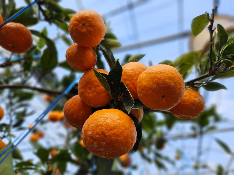 선물차롱님의 장터 판매 상품 [💥💥특종 💢유라조생 상품 10키로 1개남았수다] 첨부 사진