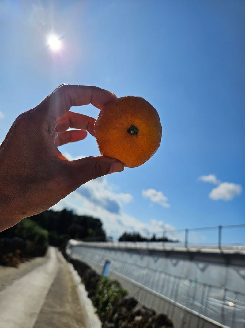 선물차롱님의 장터 판매 상품 [💥💥특종 💢유라조생 상품 10키로 1개남았수다] 첨부 사진