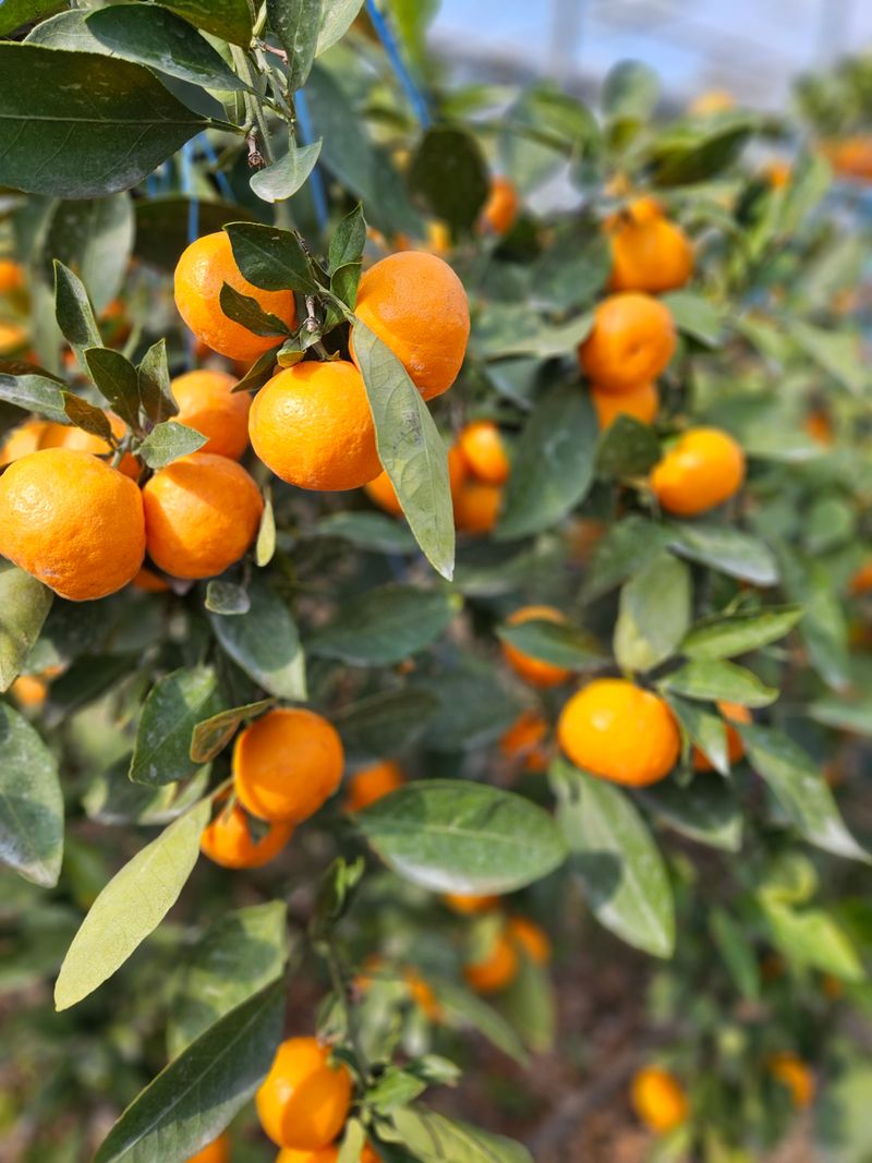 선물차롱님의 장터 판매 상품 [💥💥특종 💢유라조생 상품 10키로 1개남았수다] 첨부 사진