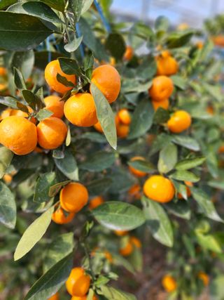 선물차롱님의 작성글 사진