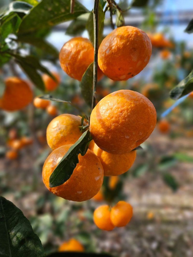 장터 상품 [💥💥특종 💢유라조생 상품 10키로 1개남았수다] 썸네일