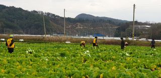 호박댁님의 오늘 어떤 농작업하셨나요? · 참여글 작성글 사진