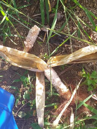 박시내님의 옥수수 · 병해충상담 작성글 사진