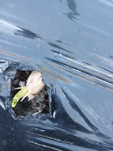 팜모닝 마늘·파종작업 게시글 이미지