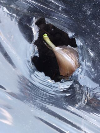 이상애초보농업님의 마늘 · 파종작업 작성글 사진